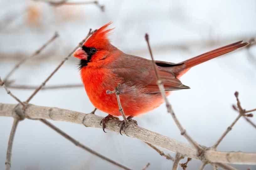 Red cardinal sitting on a leafless tree branch in a snowy landscape.