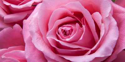 Close up of a large pink rose centered with other pink roses around it