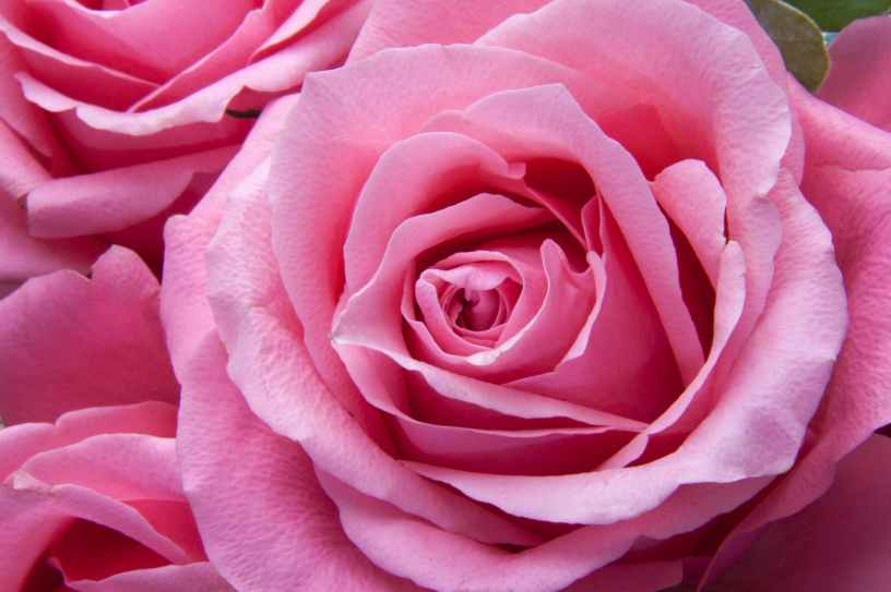 Close up of a large pink rose centered with other pink roses around it