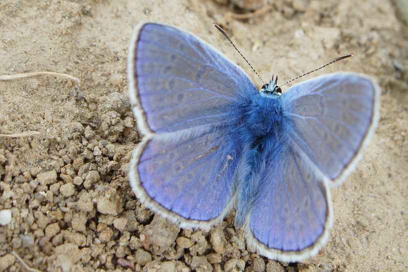 Blue butterfly with wings spread above sandy ground.