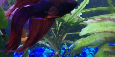 Red male betta fish swimming in a tank with aquatic plants.
