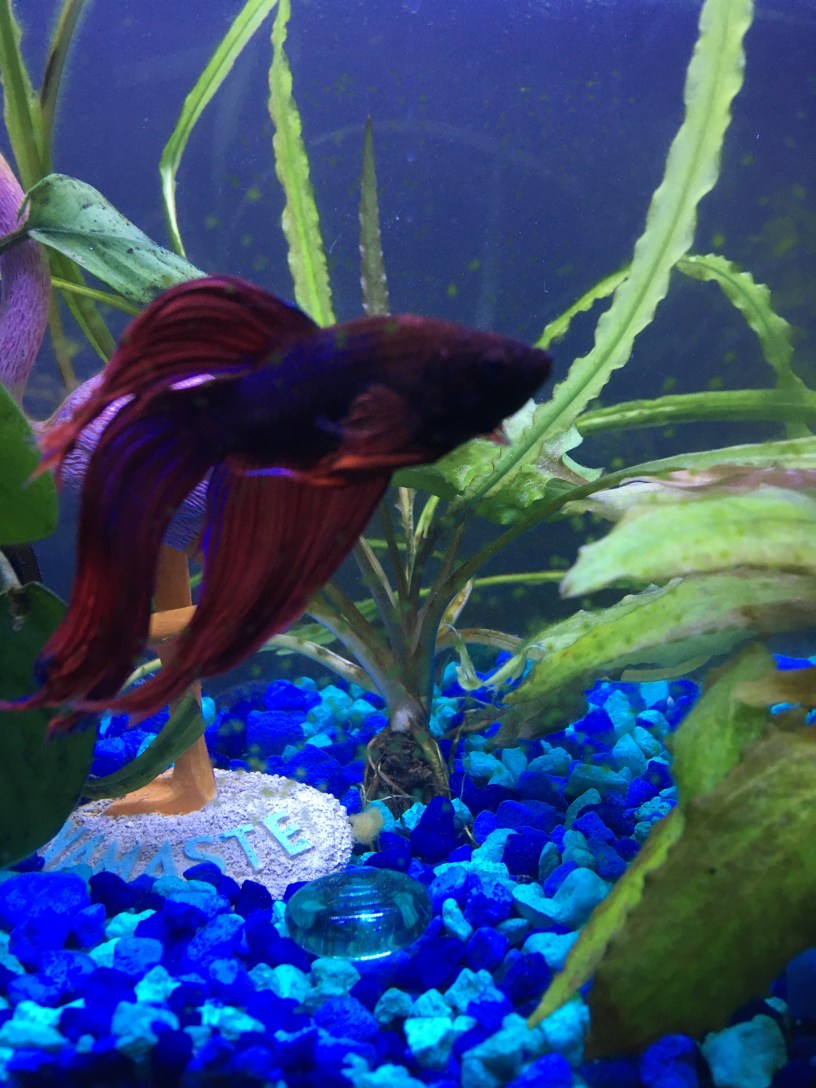 Red male betta fish swimming in a tank with aquatic plants.