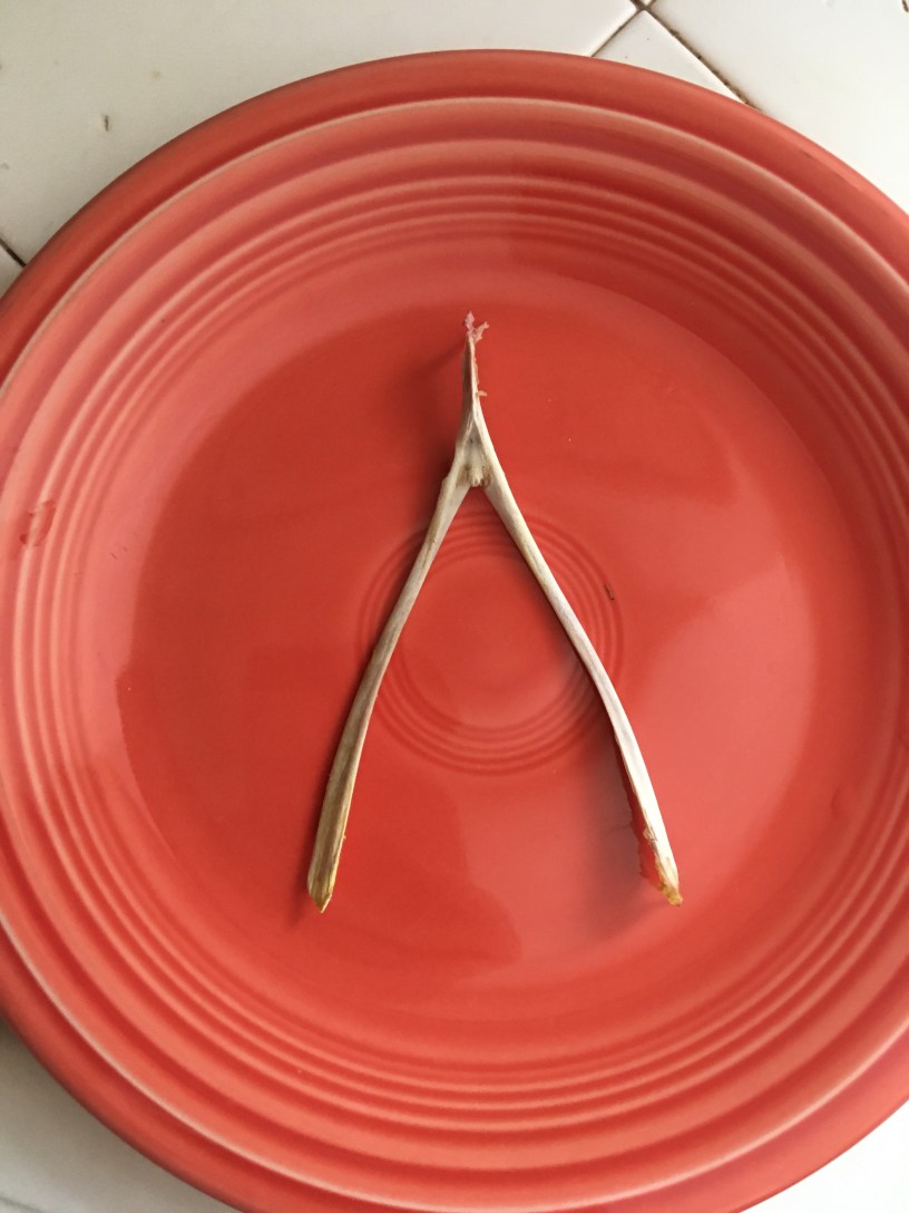 A clean wishbone on a dark orange Fiestaware plate.