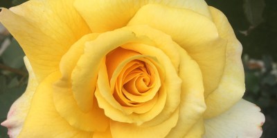 A yellow rose in full bloom on a rose bush with rose buds above it that haven't bloomed on the left and right.
