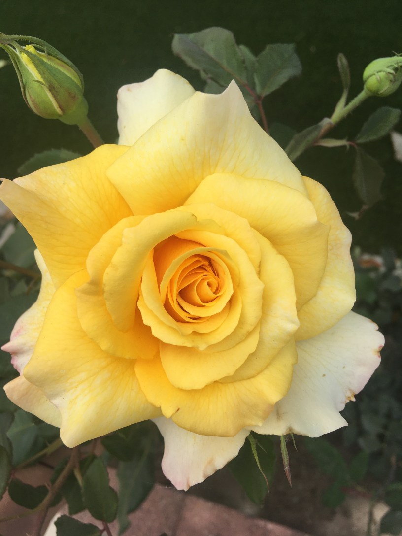A yellow rose in full bloom on a rose bush with rose buds above it that haven't bloomed on the left and right.