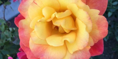 Close up of a yellow rose with orange edges and pink roses on the rosebush beneath it