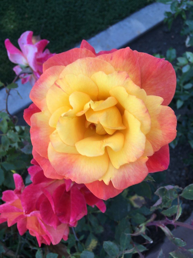 Close up of a yellow rose with orange edges and pink roses on the rosebush beneath it