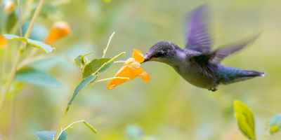 A purple hummingbird flying while taking nectar from an orange flower.