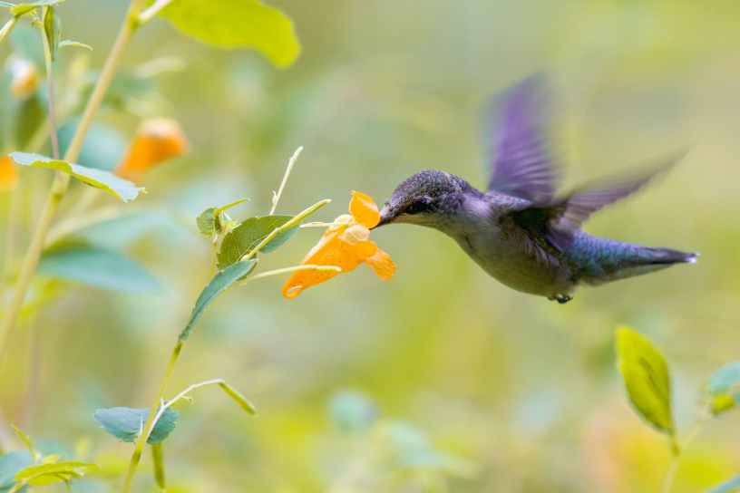 A purple hummingbird flying while taking nectar from an orange flower.