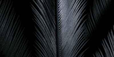 Close up photo of black shiny feathers