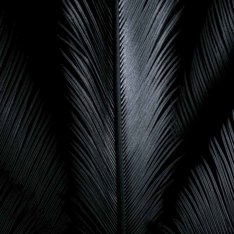 Close up photo of black shiny feathers