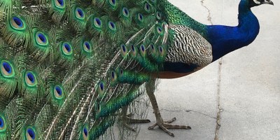The profile of an adult male peacock with blue head and neck and flared feathers.