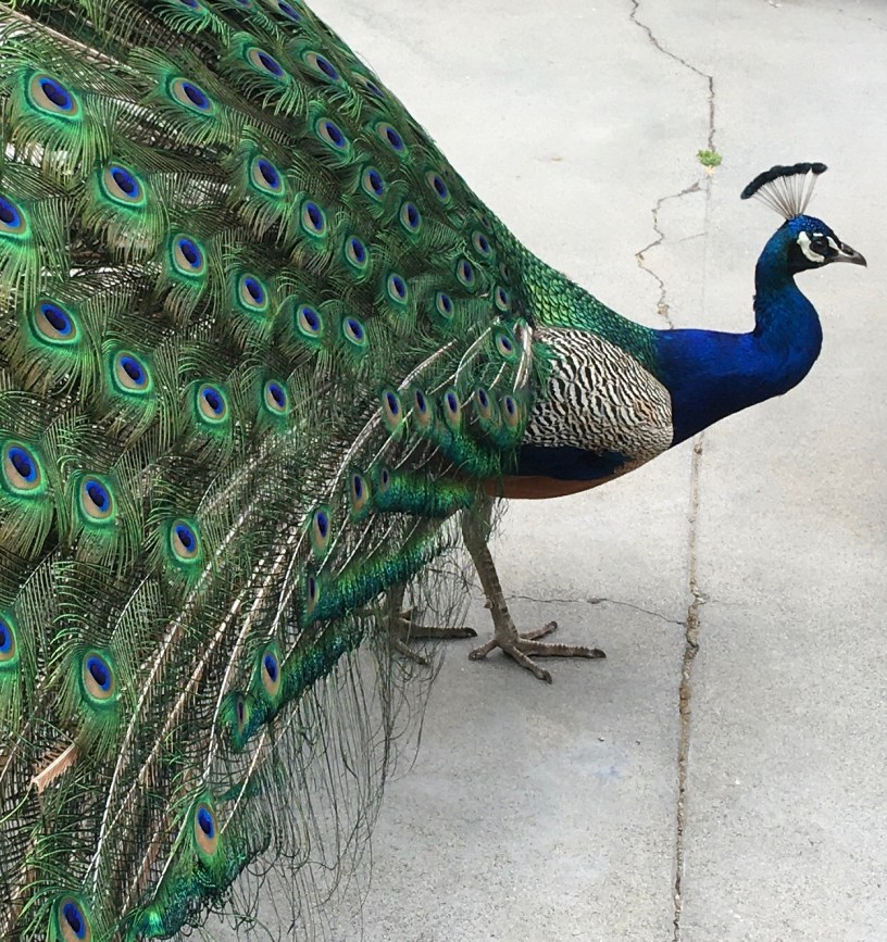 The profile of an adult male peacock with blue head and neck and flared feathers.