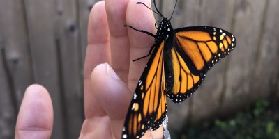 A monarch butterfly hugging a woman's ring finger.