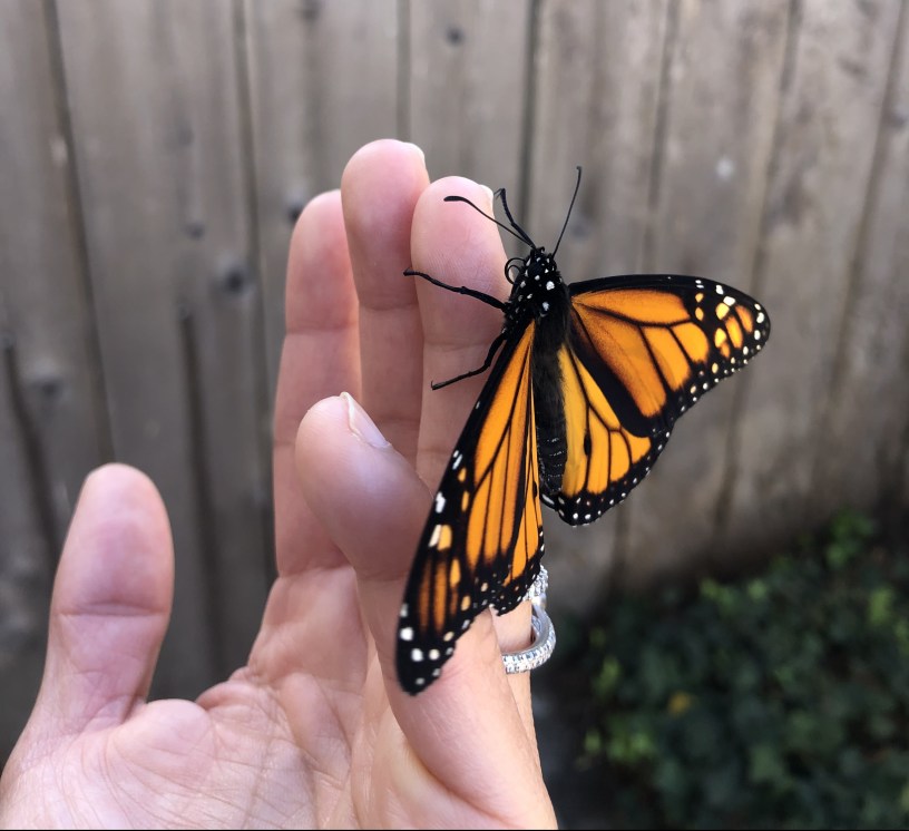 A monarch butterfly hugging a woman's ring finger.