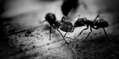 Two black ants head to head in a black and white picture