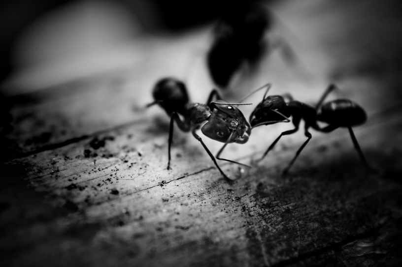 Two black ants head to head in a black and white picture