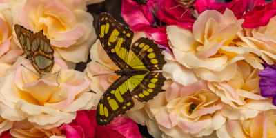 Butterflies atop of light pink roses