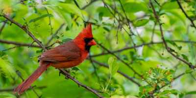 A red male cardinal is perched on a branch in a tree with green leaves.