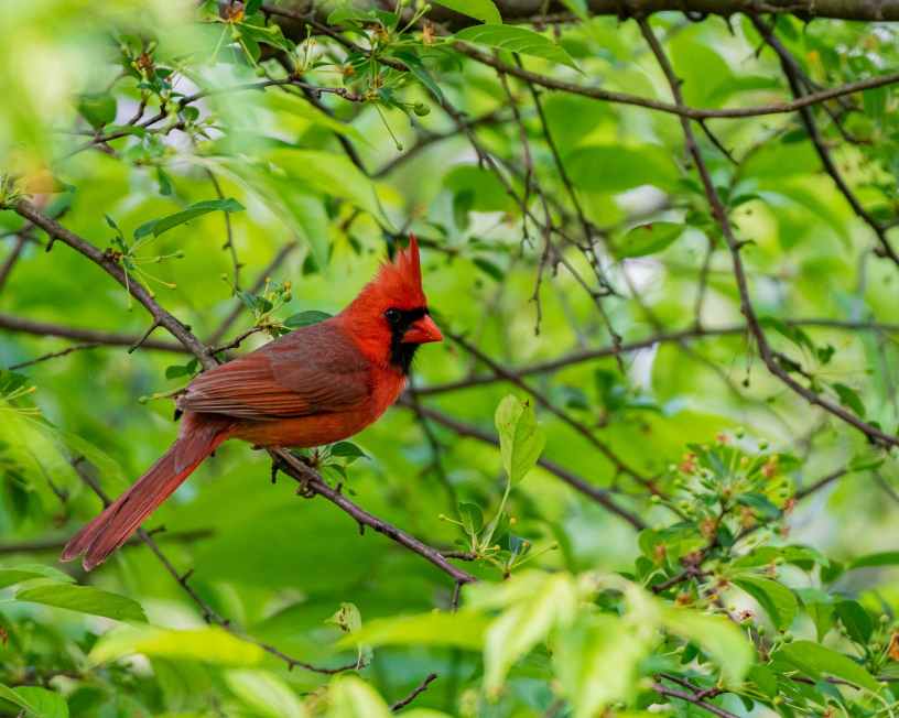 A red male cardinal is perched on a branch in a tree with green leaves.