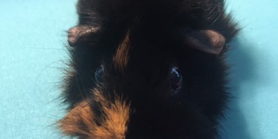 An adorable furry black guinea pig with ginger face marking on an aqua blue surface.