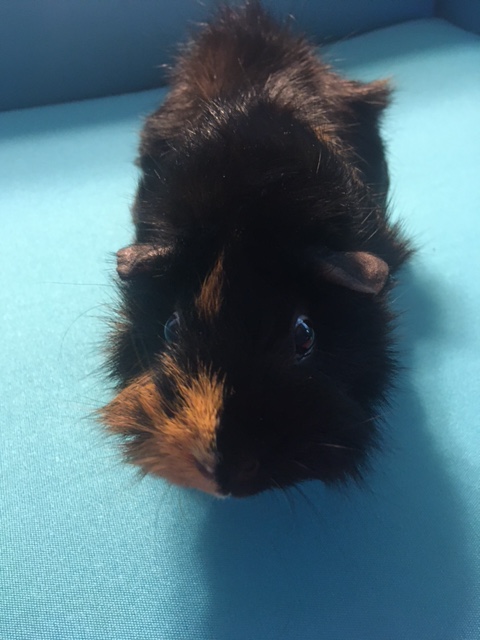 An adorable furry black guinea pig with ginger face marking on an aqua blue surface.