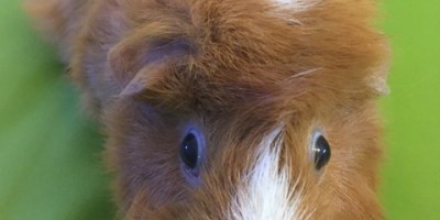 An adorable ginger colored guinea pig with white accents on her nose and top of her head on a chartreuse green background