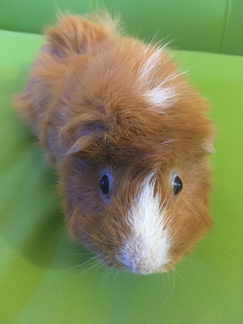 An adorable ginger colored guinea pig with white accents on her nose and top of her head on a chartreuse green background