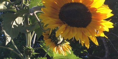 A sunflower stalk with one big yellow sunflower with brown center and smaller blooms and leaves.