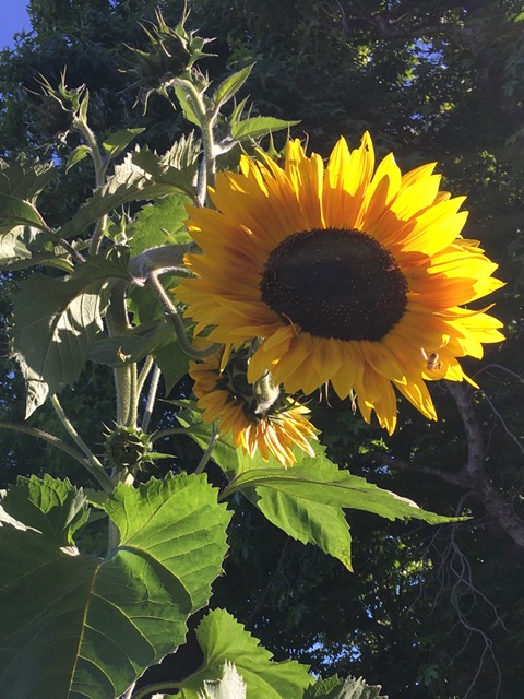 A sunflower stalk with one big yellow sunflower with brown center and smaller blooms and leaves.