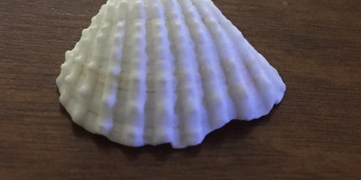 A white seashell on a wood grain surface.