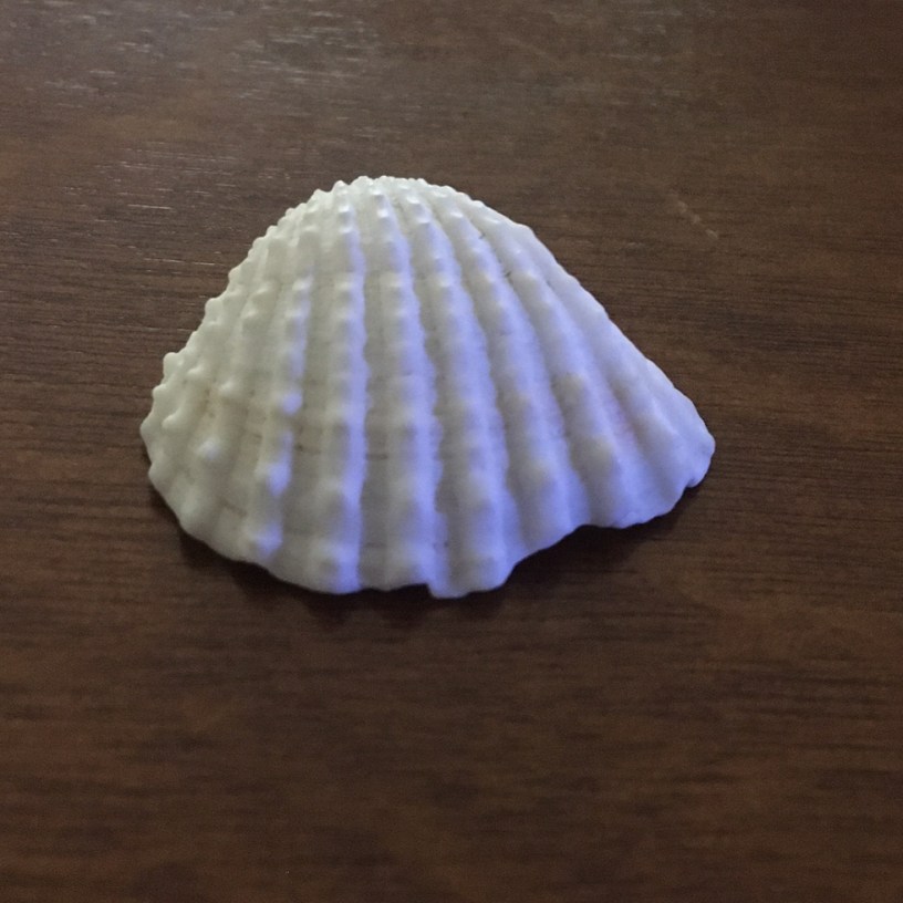 A white seashell on a wood grain surface.
