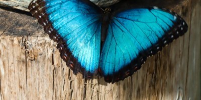 A big butterfly with blue wings outlined in black rests on a tree stump.
