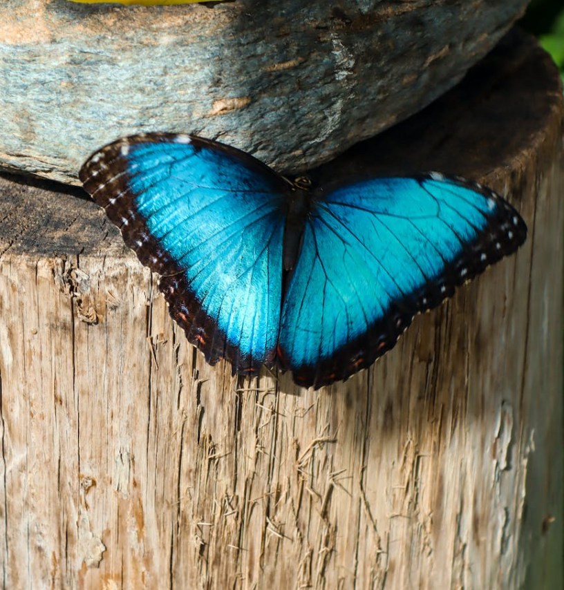 A big butterfly with blue wings outlined in black rests on a tree stump.