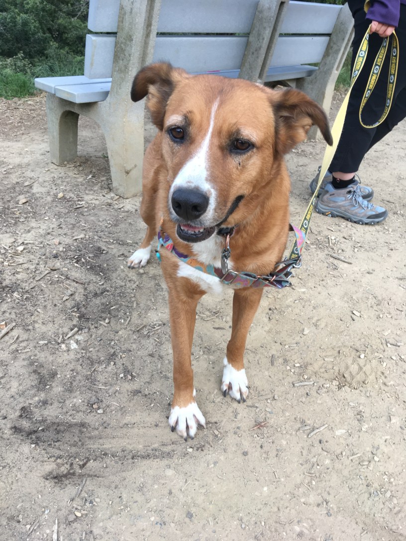 A medium-sized brown and white dog out for a walk on a leash.