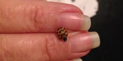 A ladybug on female fingers with long fingernails.