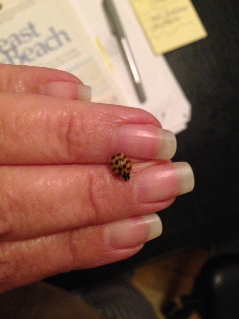 A ladybug on female fingers with long fingernails.