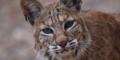 A close up photograph of a bobcat's face.