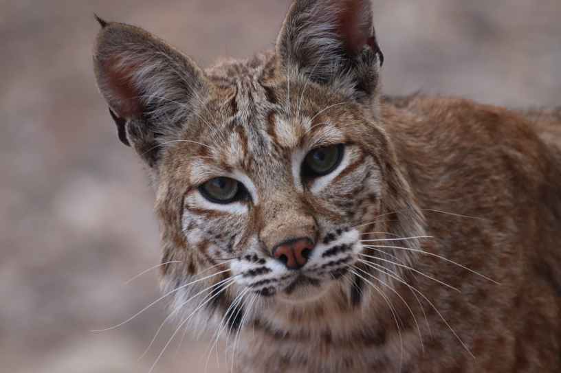 A close up photograph of a bobcat's face.
