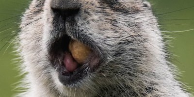Close up of a groundhog's face with a nut in his mouth.