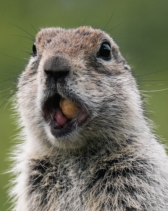 Close up of a groundhog's face with a nut in his mouth.