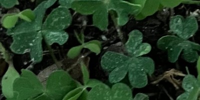 A patch of shamrocks on the ground with dew on the green clover leaves.