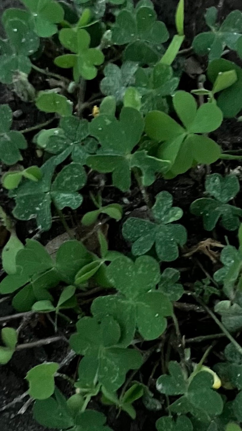 A patch of shamrocks on the ground with dew on the green clover leaves.