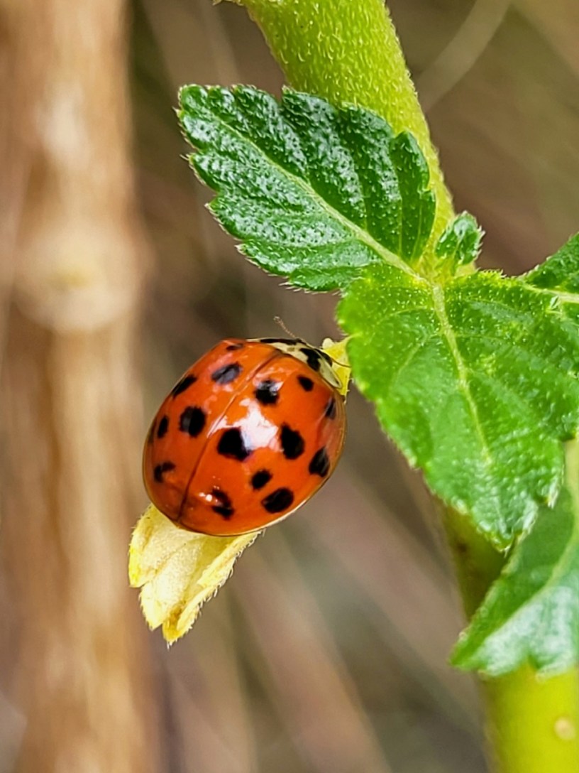 Orange ladybug with black spots resting on a leaf.