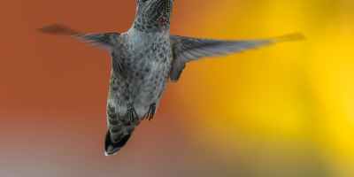 A hummingbird facing straight on with wings in motion against a blurred orange, gold and gray background.