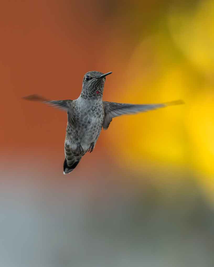 A hummingbird facing straight on with wings in motion against a blurred orange, gold and gray background.