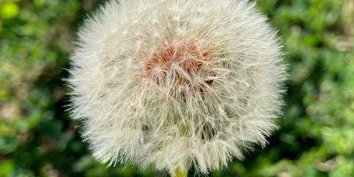Close up of a full dandelion puffball with blurry green grass in the background.