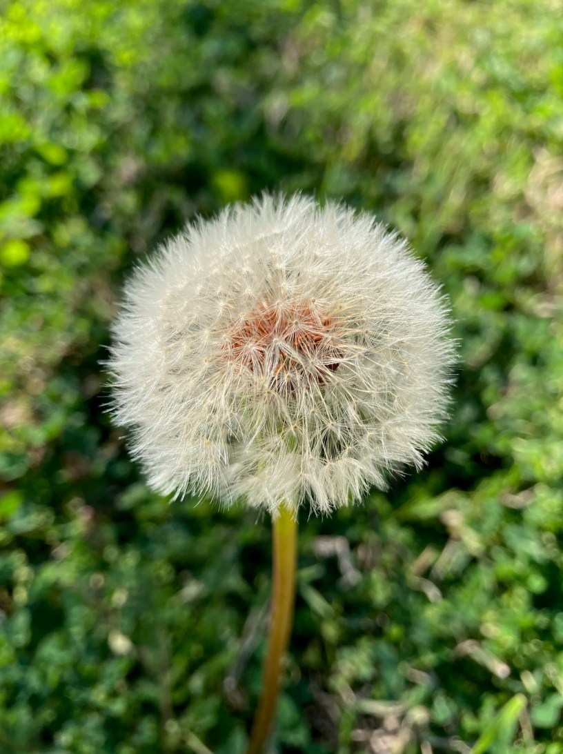 Close up of a full dandelion puffball with blurry green grass in the background.