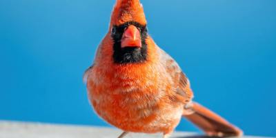 A red cardinal looking at the camera sitting on gray wood with a clear sky blue background.
