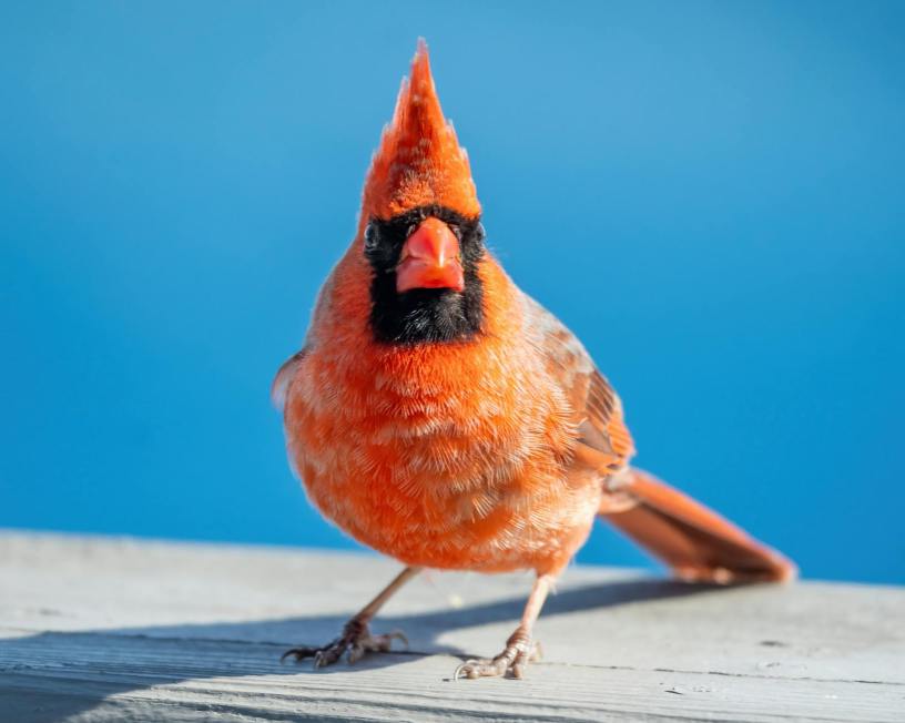 A red cardinal looking at the camera sitting on gray wood with a clear sky blue background.